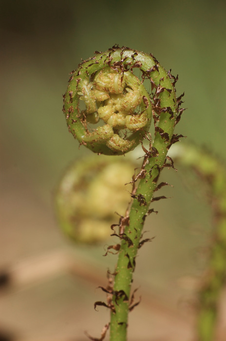 Fiddlehead Fern