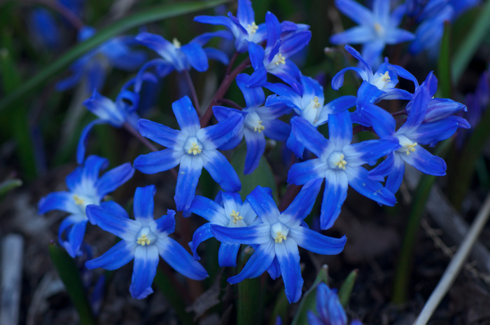 Blue Flowers