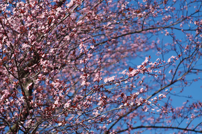 Cherry Blossoms