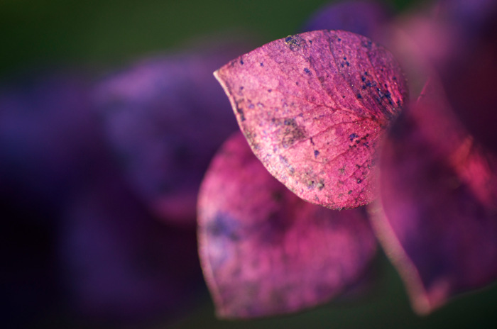 Purple Leaves