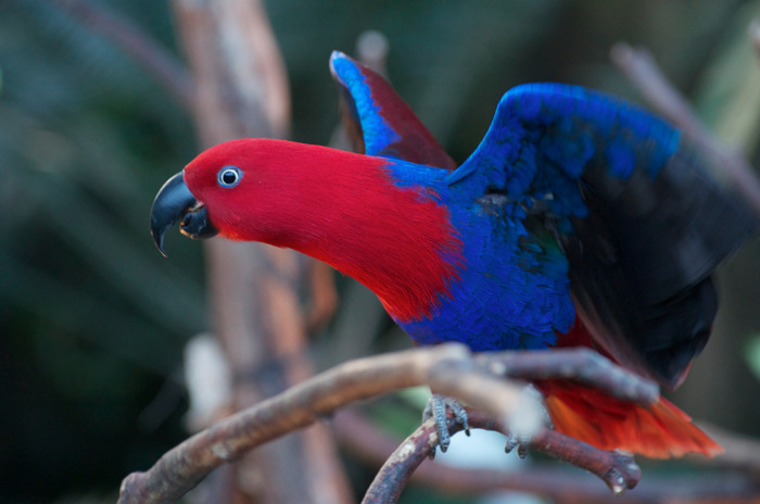 Colorful Parrot
