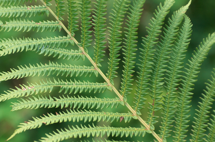 Fern