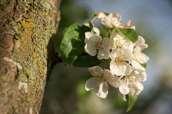 Maybe Apple Blossoms