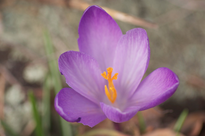 Crocus