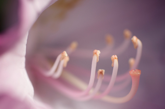 Stamens