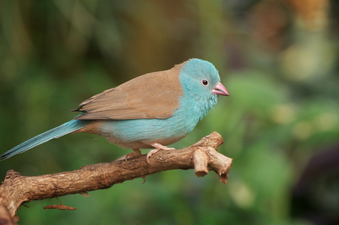 Turquoise Bird
