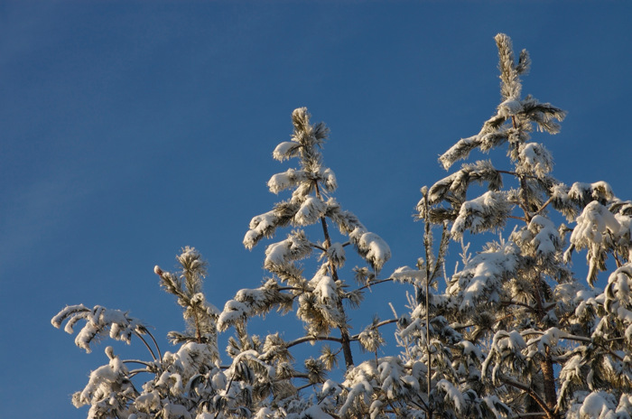 Snow Covered Pines