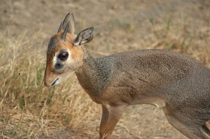 Cavendish's Dik Dik