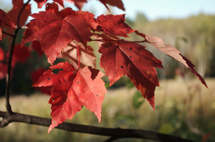 Maple Leaves