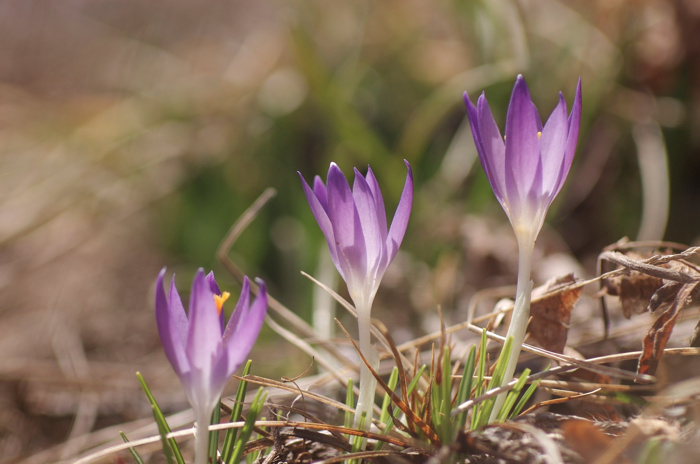 Crocuses