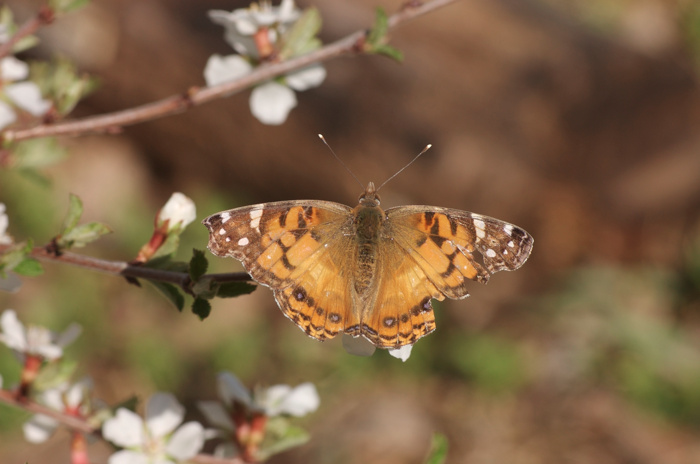 American Painted Lady