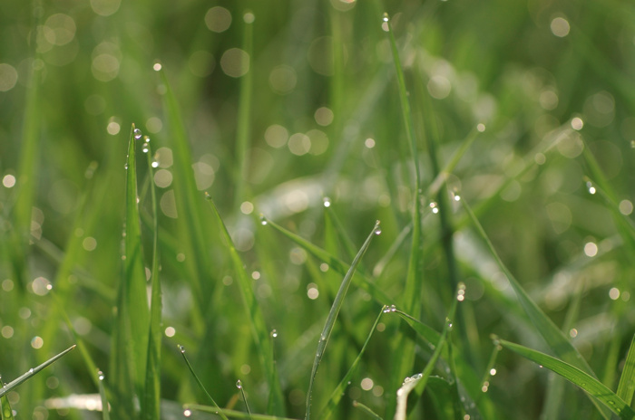Wet Grass