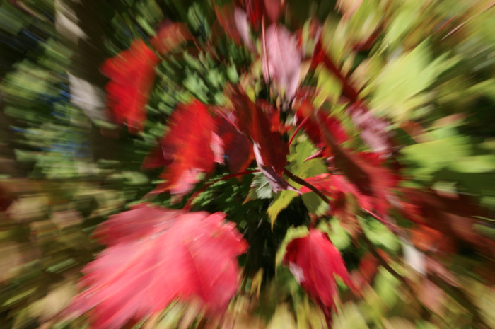 Zooming Maple Leaves