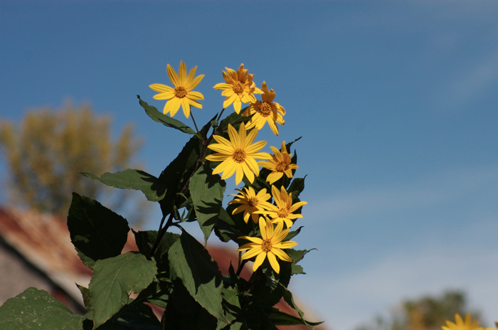 Jerusalem Artichoke Flowers