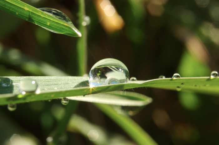 Dew Drop