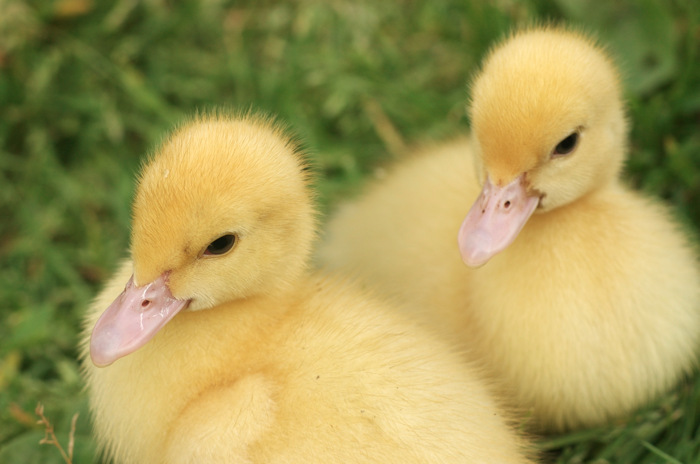 Ducklings