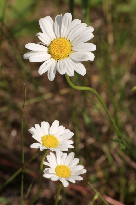 Daisies
