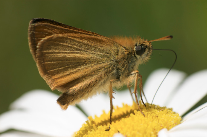 Skipper