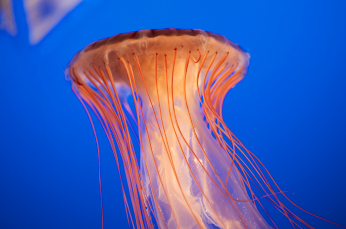 Jellyfish
