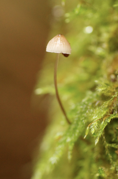 Tiny Mushroom