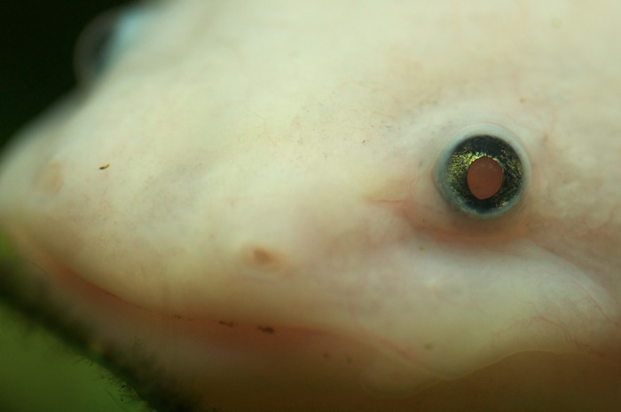 Axolotl Face