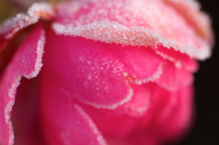 Frosty Rose