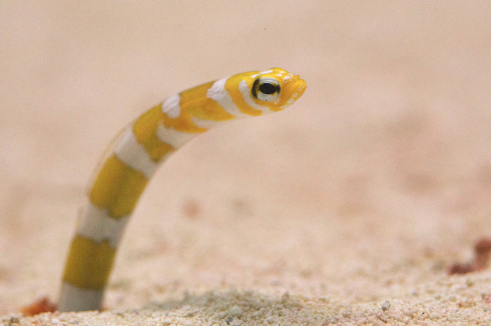 Garden Eel