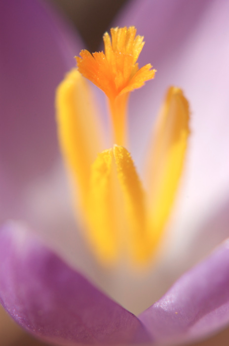 Crocus