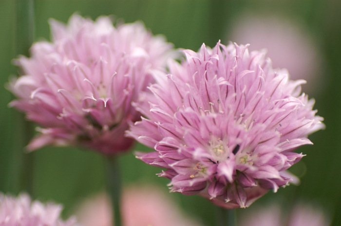 Chive Flowers