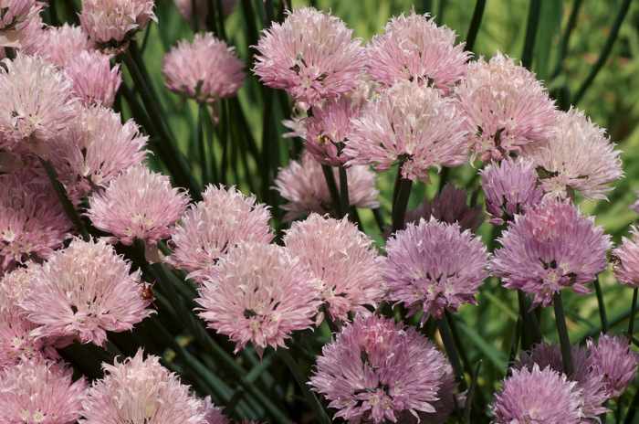Chive Flowers