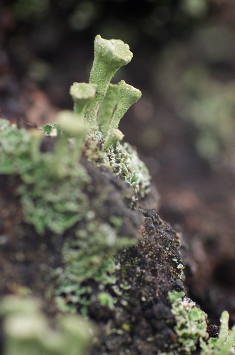 Lichen