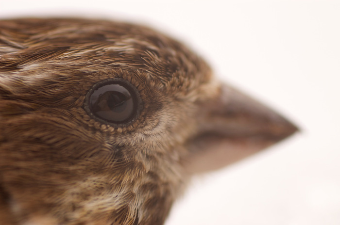 Purple Finch