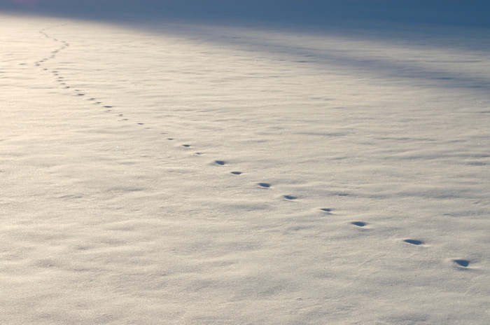 Footprints