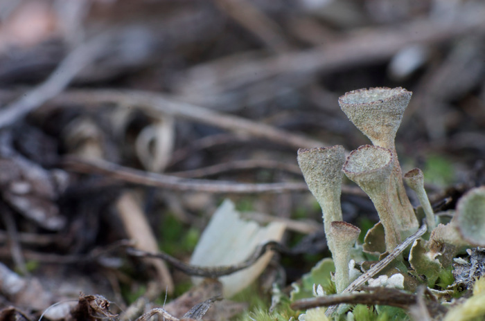 Lichen