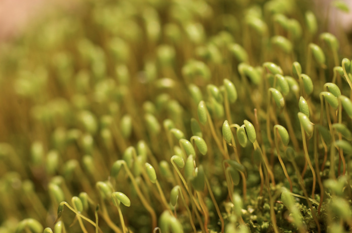 Moss