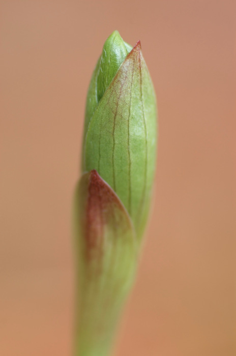 Baby Plant