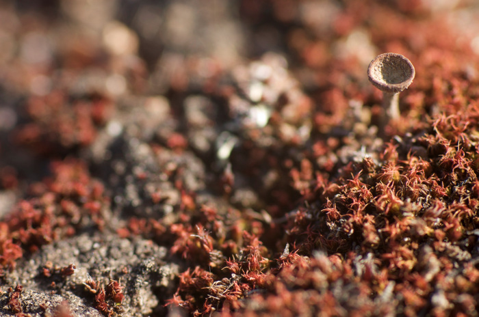 Moss