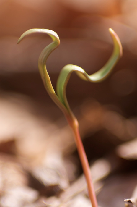 Baby Plant