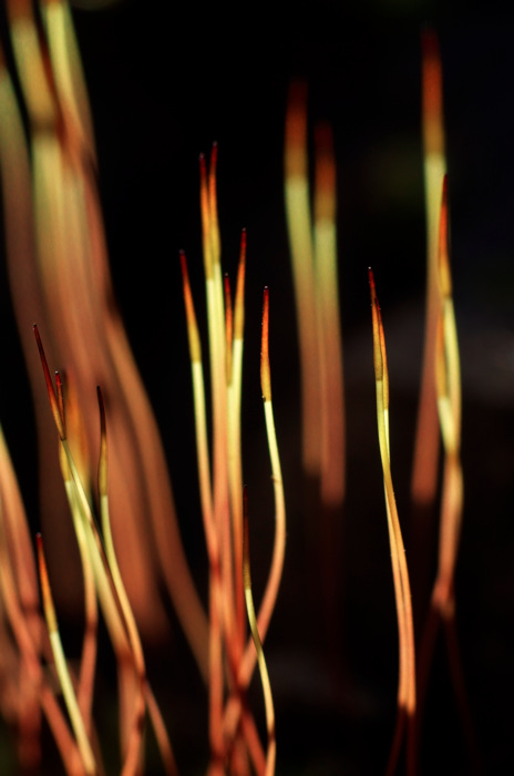 Moss