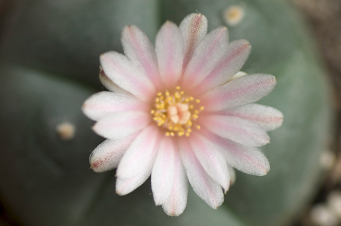 Payote Flower