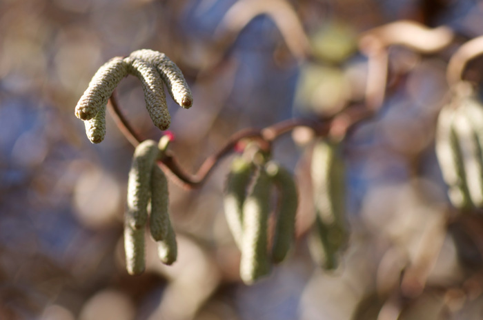 Seed Things