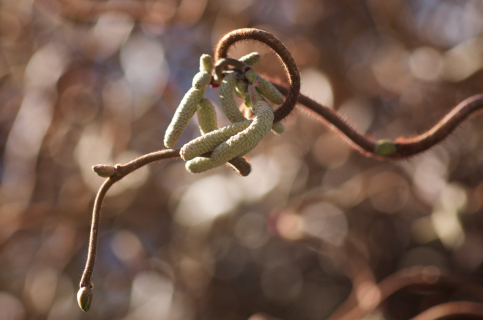 Seed Things