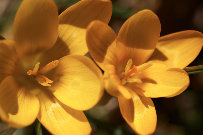 Crocuses