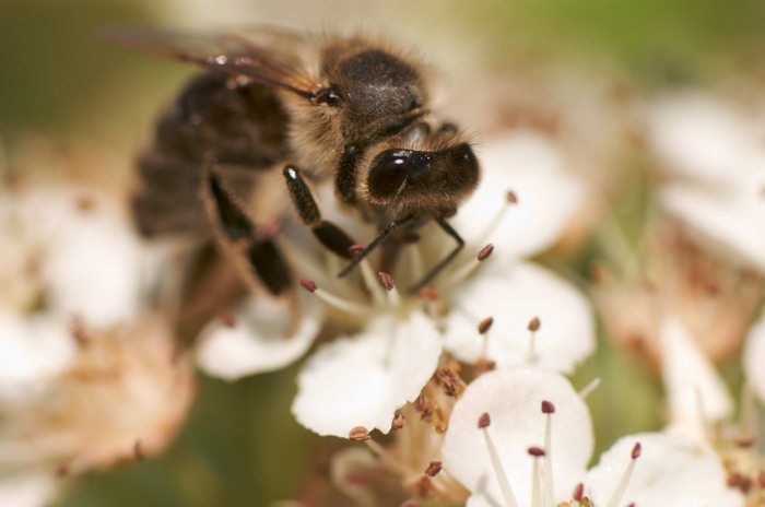 Honey Bee