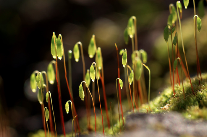 Moss