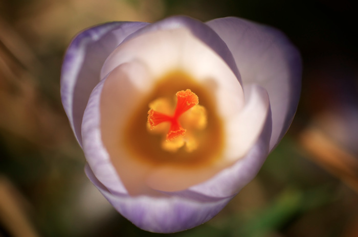 Crocus
