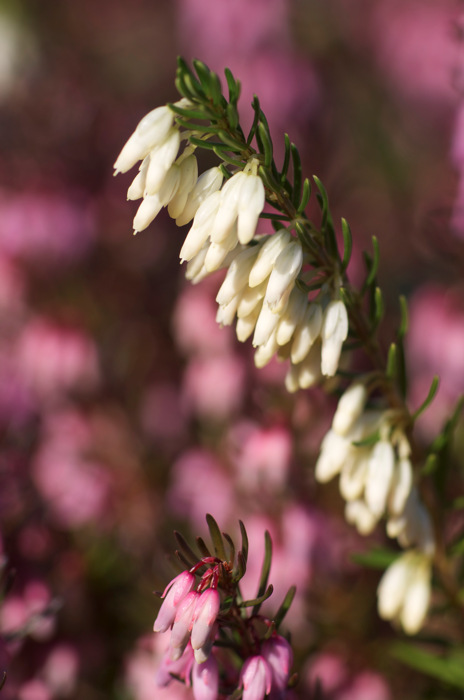 Heather