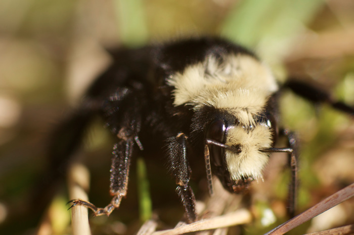 Bumblebee