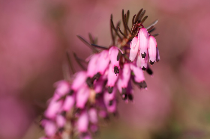 Heather