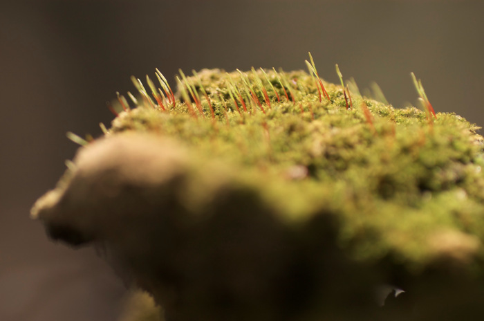 Moss